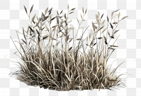 Grass Dry - Gray Grass Bush With Leaves PNG