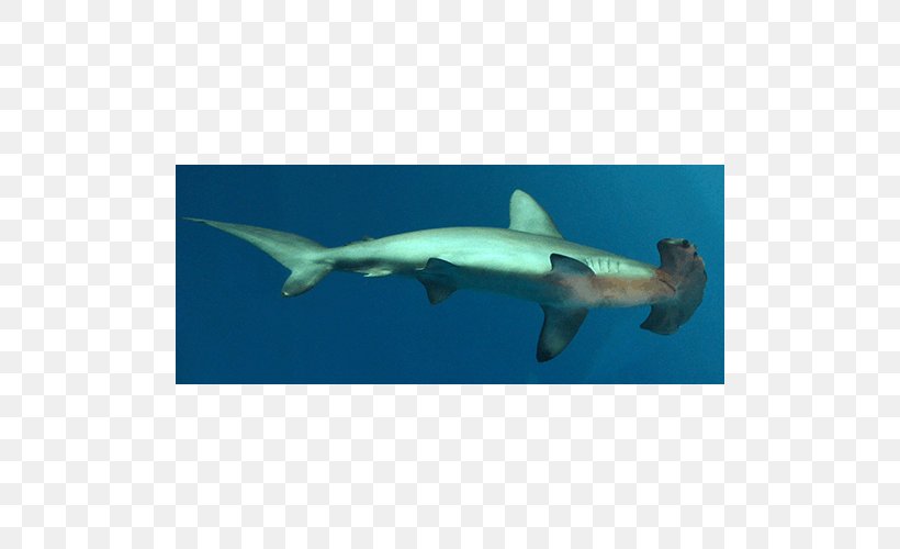 Hammerhead Shark Great White Shark Requiem Sharks Squaliform Sharks Marine Biology, PNG, 500x500px, Hammerhead Shark, Biology, Carcharhiniformes, Cartilaginous Fish, Fauna Download Free