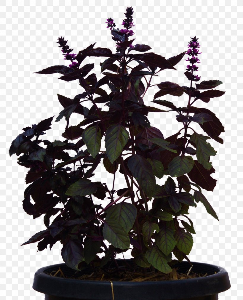 Image Shrub Plants, PNG, 1036x1280px, Shrub, Flowerpot, Food, Herb, Houseplant Download Free