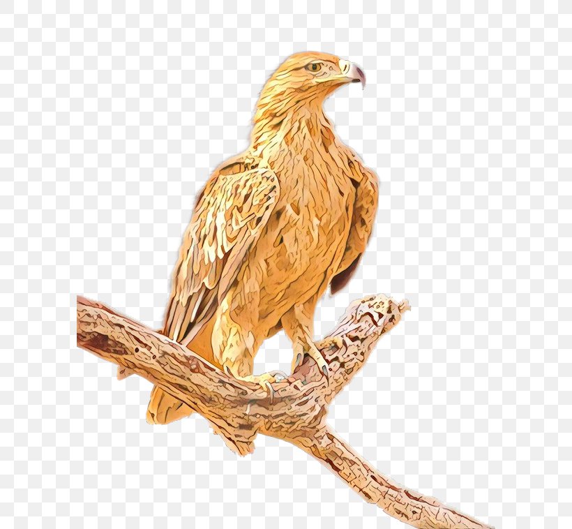 Eagle Fauna Beak Feather, PNG, 600x758px, Eagle, Accipitridae, Accipitriformes, Animal Figure, Bald Eagle Download Free