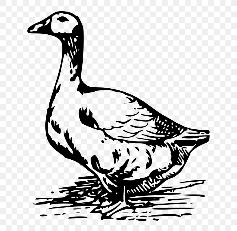 Goose Drawing Clip Art, PNG, 679x800px, Goose, Art, Artwork, Beak, Bird ...