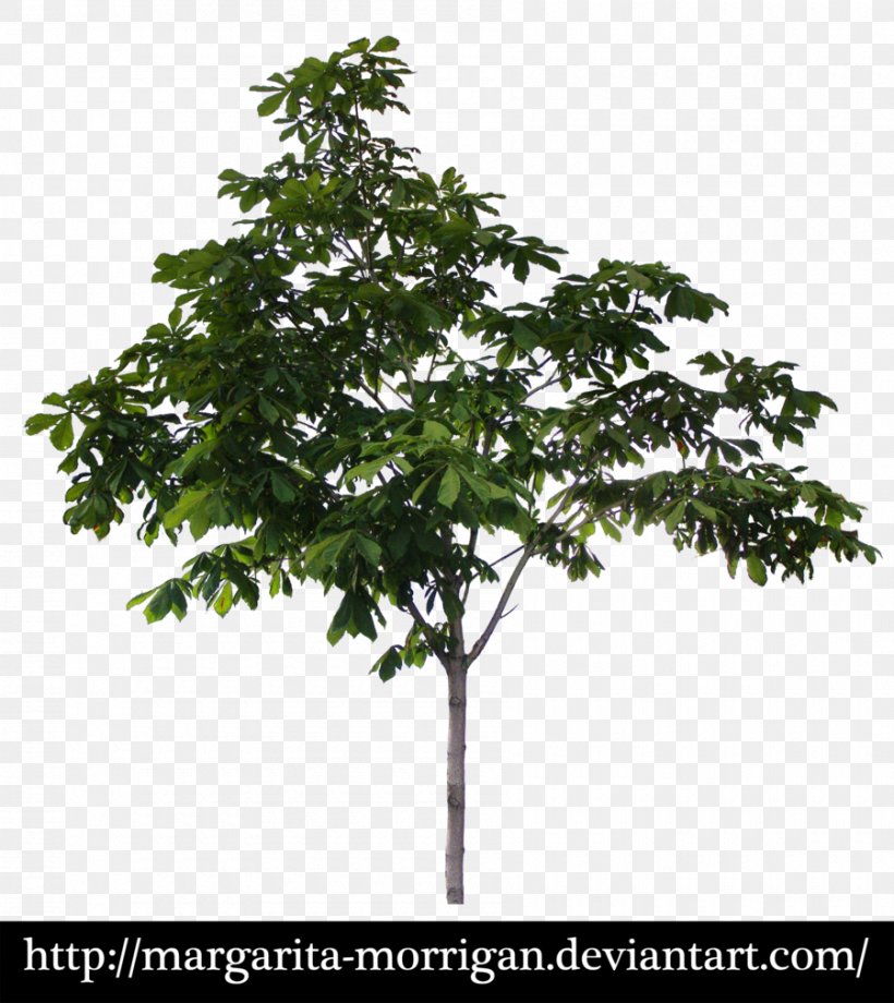 Margarita Tree, PNG, 900x1010px, Margarita, Branch, Computer Software, Deviantart, Houseplant Download Free