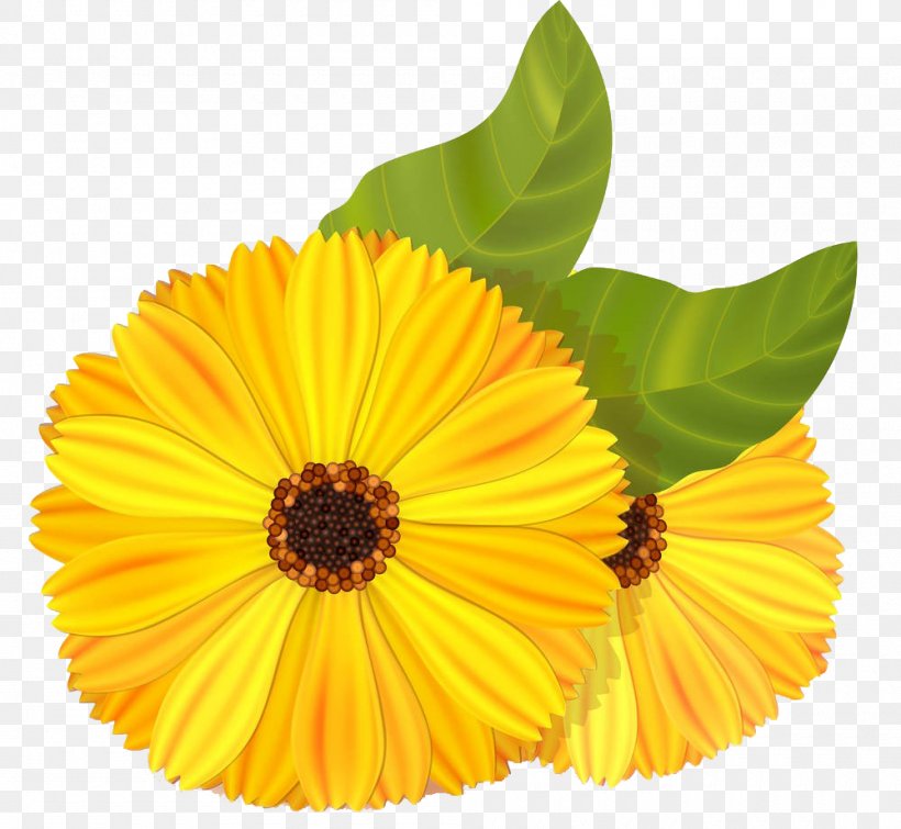 Mexican Marigold Flower Stock Illustration Calendula Officinalis, PNG, 1000x921px, Mexican Marigold, Calendula, Calendula Officinalis, Common Daisy, Daisy Family Download Free
