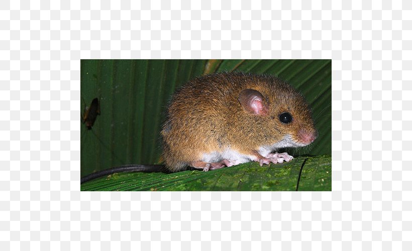 Mouse Rat Gerbil Oecomys Sp., PNG, 500x500px, Mouse, Climbing, Dormouse, Ecuador, Fauna Download Free