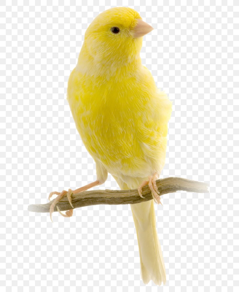 Red Factor Canary Harz Roller Bird Yellow Canary Finch, PNG, 692x1000px, Red Factor Canary, Animal Breeding, Atlantic Canary, Beak, Bird Download Free