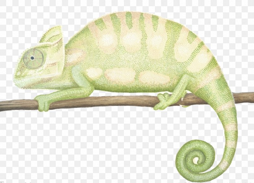 Chameleons Reptile Illustration, PNG, 884x639px, Chameleons, Chameleon, Drawing, Fauna, Flickr Download Free
