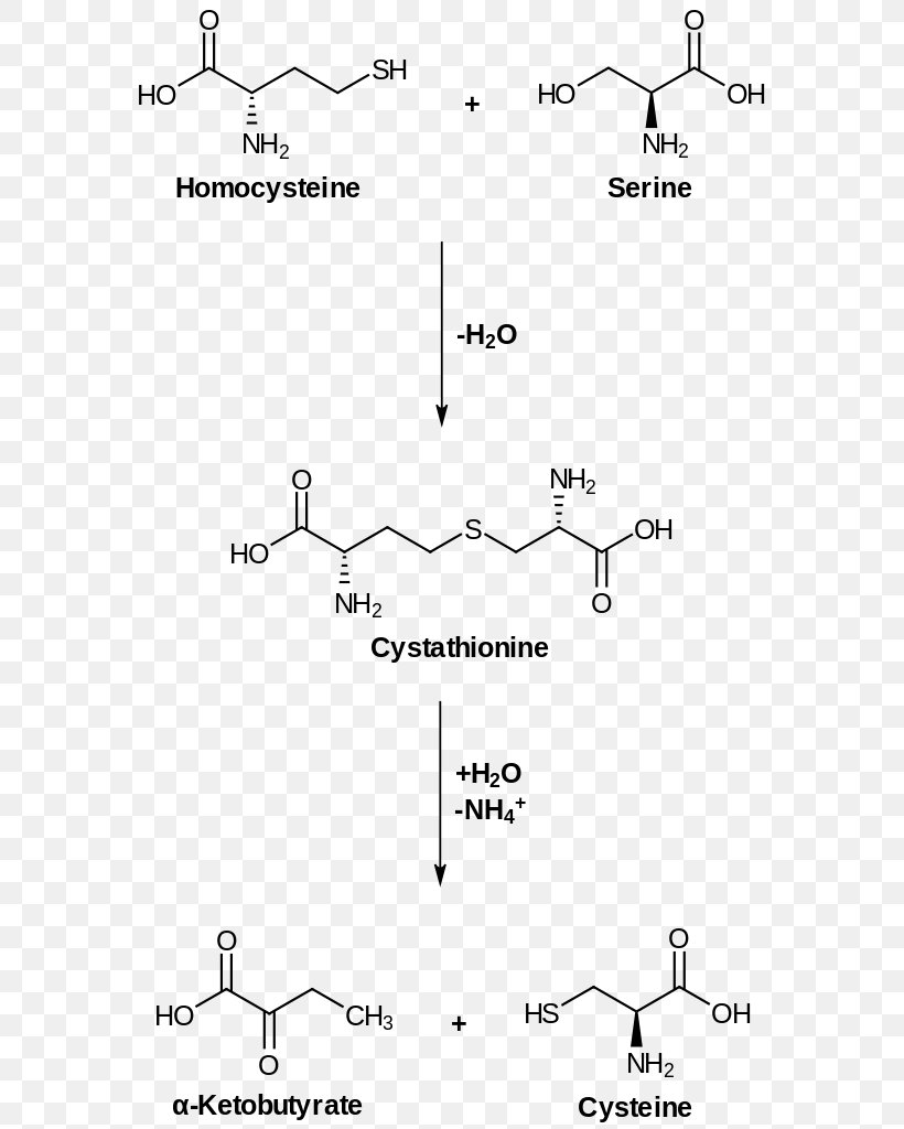 Cysteine Homoserine Cystathionine Gamma-lyase Amino Acid, PNG, 581x1024px, Cysteine, Amine, Amino Acid, Ammonia, Area Download Free