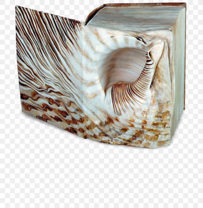 Das Buch: Roman Nautiluses Conchology Seashell Conch Piercing, PNG, 1171x1200px, Nautiluses, Conch, Conch Piercing, Conchology, Nautilida Download Free