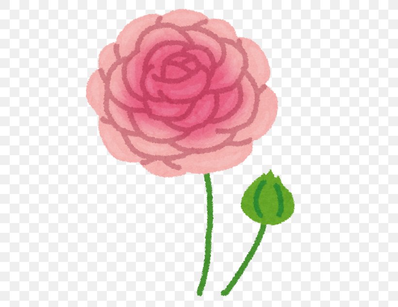 Garden Roses Petal いらすとや Buttercup, PNG, 579x633px, Garden Roses, Buttercup, Cabbage Rose, Cut Flowers, Flower Download Free