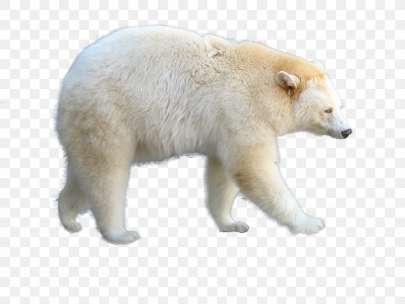 Polar Bear Animal Clip Art, PNG, 1600x1200px, Polar Bear, Animal, Bear, Carnivoran, Dog Download Free