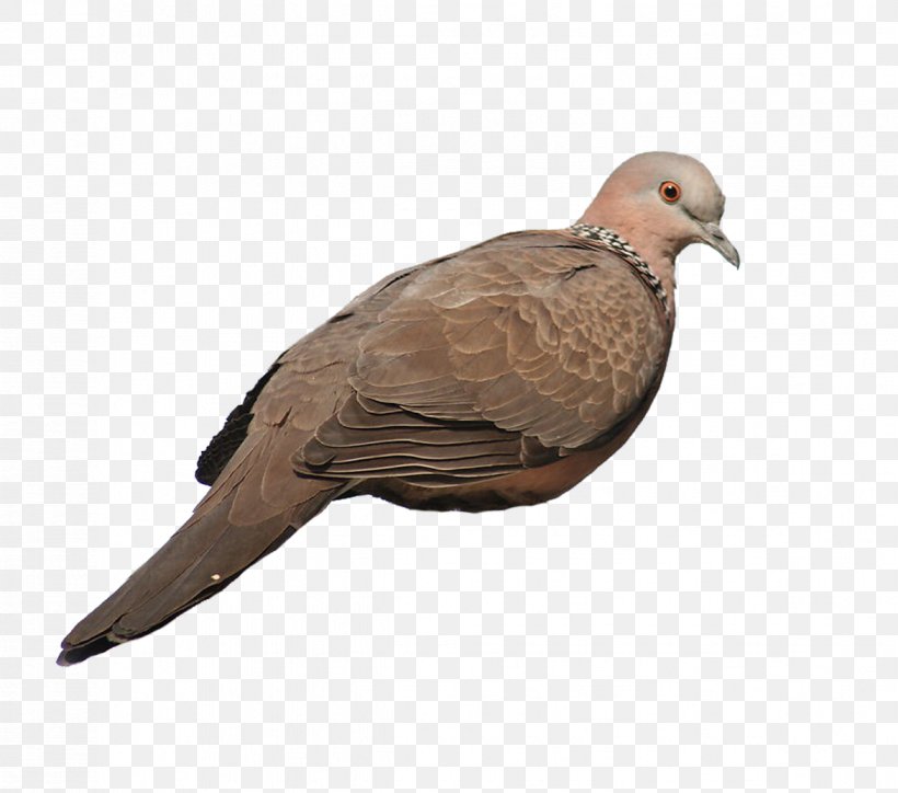 Rock Dove Homing Pigeon Stock Dove Columbidae, PNG, 1172x1035px, Rock Dove, Beak, Bird, Columba, Columbidae Download Free