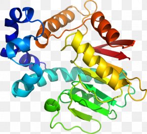 Medicago - Body Jewellery Organism Line Clip Art PNG