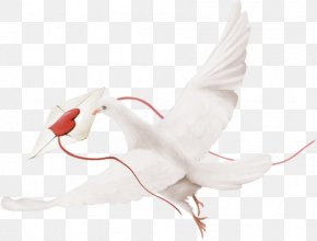 Columbidae Homing Pigeon Colombe Rock Dove PNG