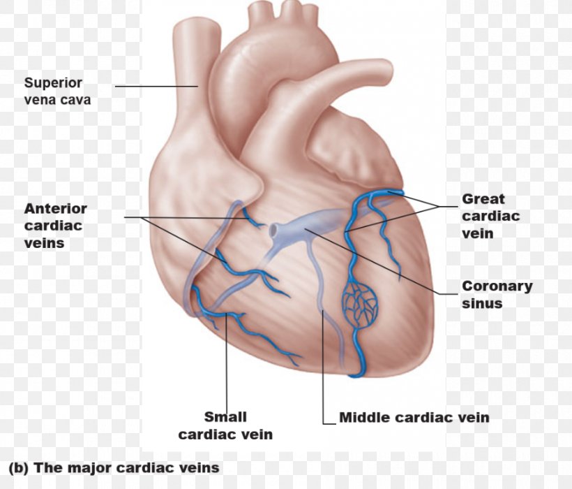 Coronary Circulation Coronary Sinus Coronary Arteries Great Cardiac Vein Heart, PNG, 900x769px, Watercolor, Cartoon, Flower, Frame, Heart Download Free