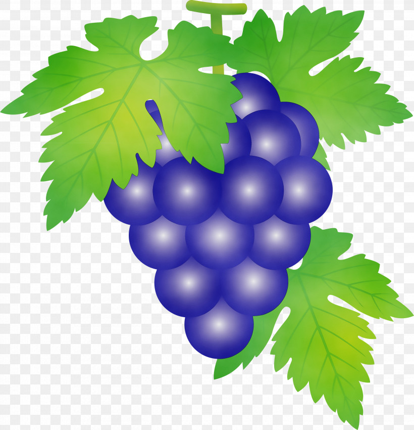 Grape Grape Leaves Seedless Fruit Leaf Grapevine Family, PNG, 2891x3000px, Grape, Berry, Currant, Flower, Fruit Download Free
