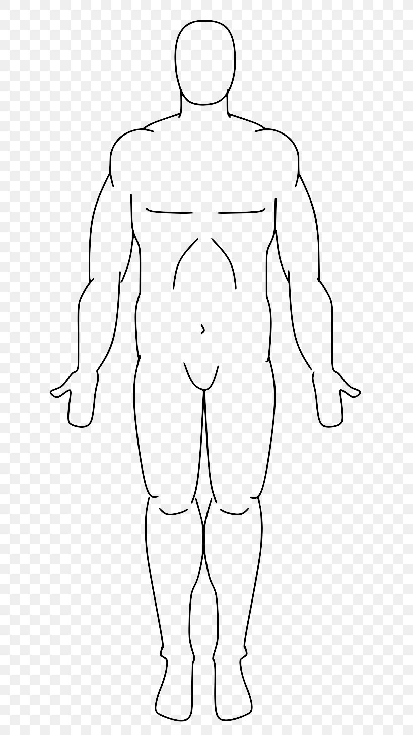 Standard Anatomical Position Human Anatomy Human Body Homo Sapiens