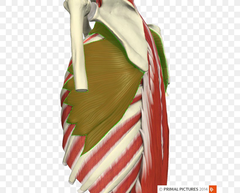 Adhesive Capsulitis Of Shoulder Physical Therapy Impingement Syndrome Joint, PNG, 660x660px, Shoulder, Adhesive Capsulitis Of Shoulder, Deltoid Muscle, Electromyography, Exercise Download Free