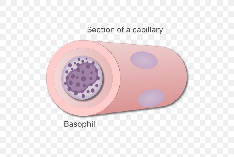 Basophil White Blood Cell Agranulocyte, PNG, 666x550px, Basophil, Animation, Blood, Blood Cell, Capillary Download Free