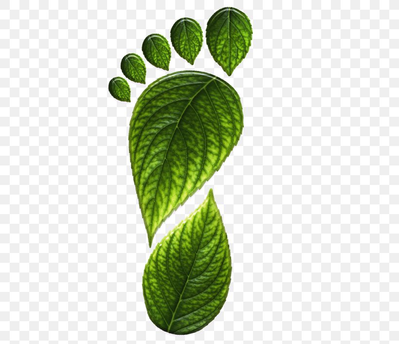 Footprint Clip Art, PNG, 523x707px, Foot, Barefoot, Footprint, Leaf, Line Art Download Free