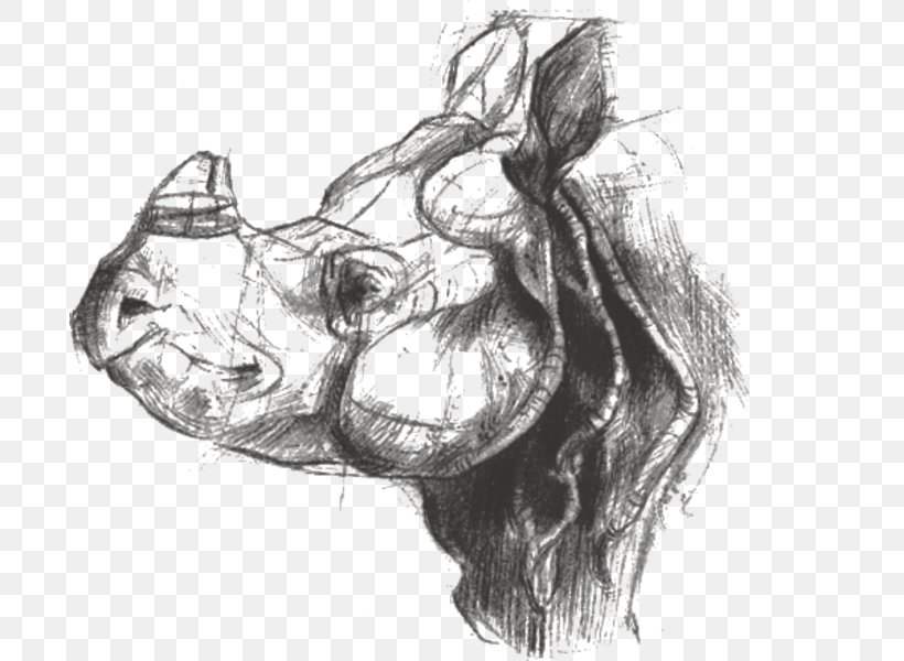 Indian Rhinoceros Pachydermata Hellabrunn Zoo, PNG, 693x600px, Indian Rhinoceros, Animal, Arm, Artwork, Black And White Download Free