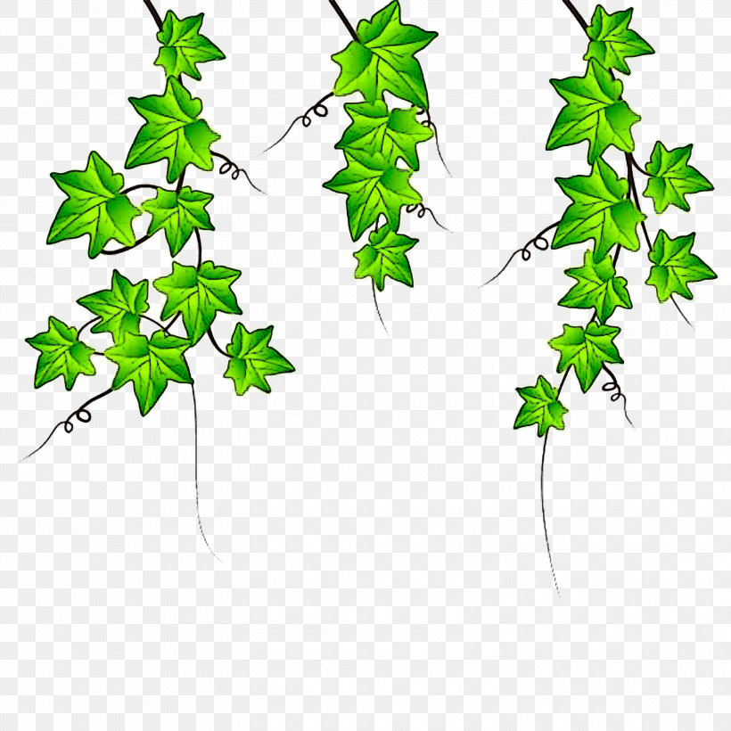 Ivy, PNG, 3000x3000px, Leaf, Black Maple, Branch, Flower, Green Download Free
