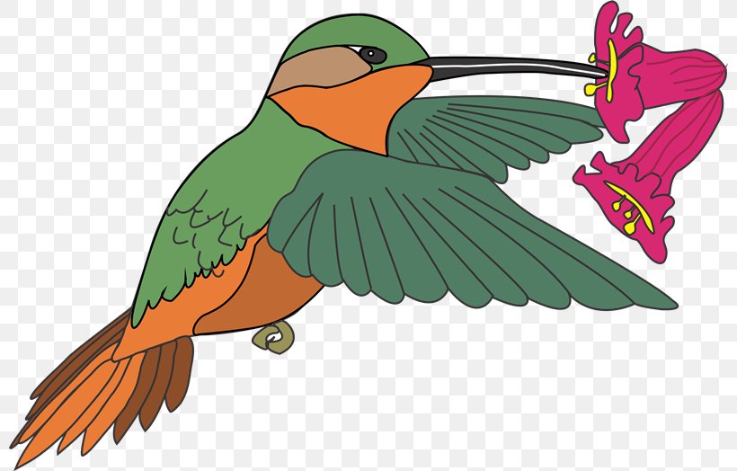 Macaw Hummingbird Clip Art, PNG, 800x524px, Macaw, Art, Beak, Bird, Cdr Download Free