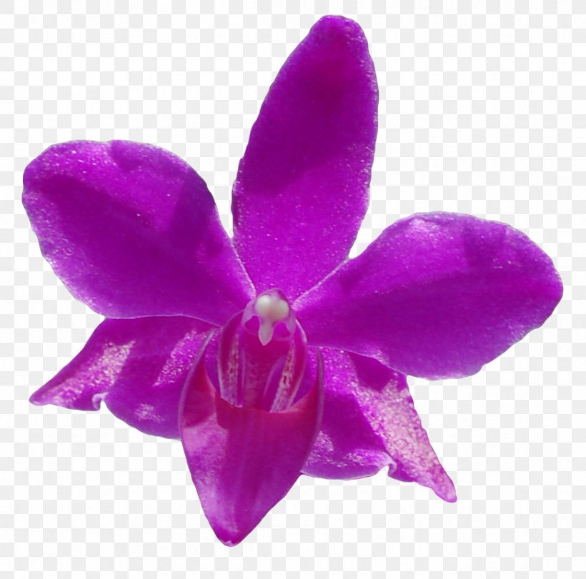 Moth Orchids Cattleya Orchids Herbaceous Plant, PNG, 871x862px, Moth Orchids, Cattleya, Cattleya Orchids, Flower, Flowering Plant Download Free