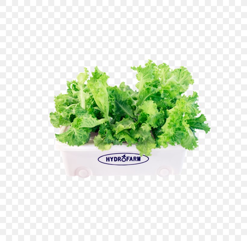 Romaine Lettuce Spring Greens Salad Assortment Strategies Cultural Diversity, PNG, 800x800px, Romaine Lettuce, Assortment Strategies, Cultural Diversity, Flowerpot, Herb Download Free