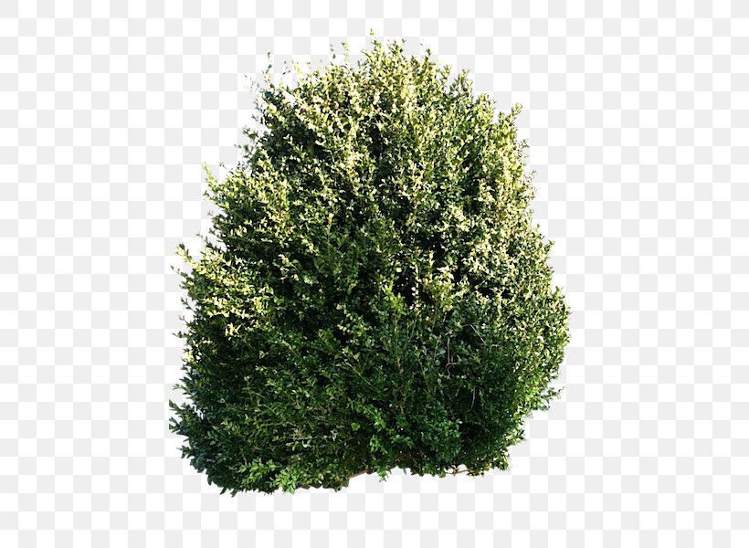 Tree Shrub Evergreen Pruning Pine, PNG, 450x600px, Tree, Bonsai, Cedar, Conifer, Cypress Family Download Free