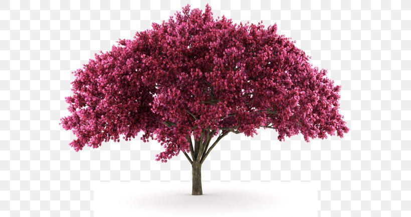 Cherry Blossom Stock Photography Cherry Plum, PNG, 591x433px, Blossom, Cherry, Cherry Blossom, Cherry Plum, Deciduous Download Free