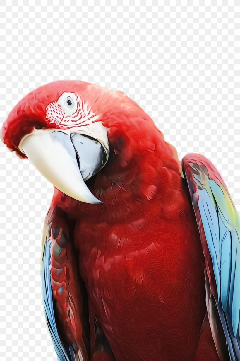 Colorful Background, PNG, 1632x2452px, Parrot, Beak, Bird, Colorful, Exotic Bird Download Free