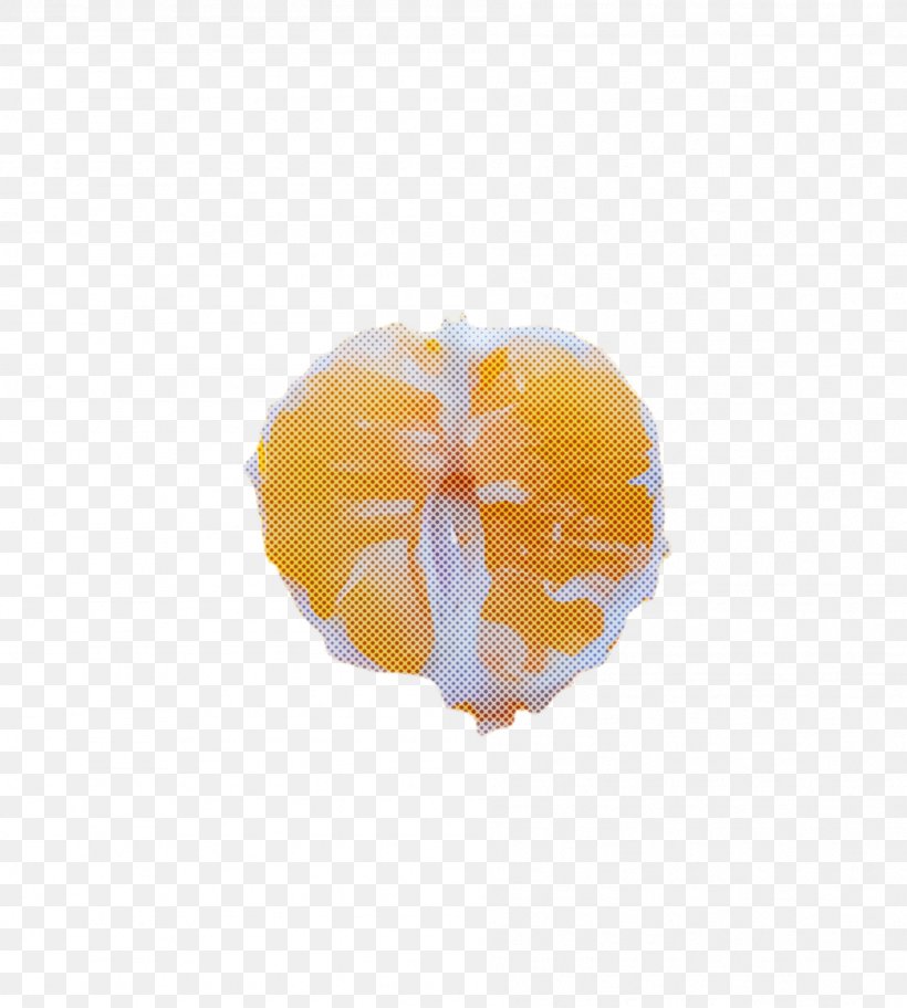 Orange, PNG, 1896x2111px, Orange, Citrus, Fruit, Plant, Yellow Download Free