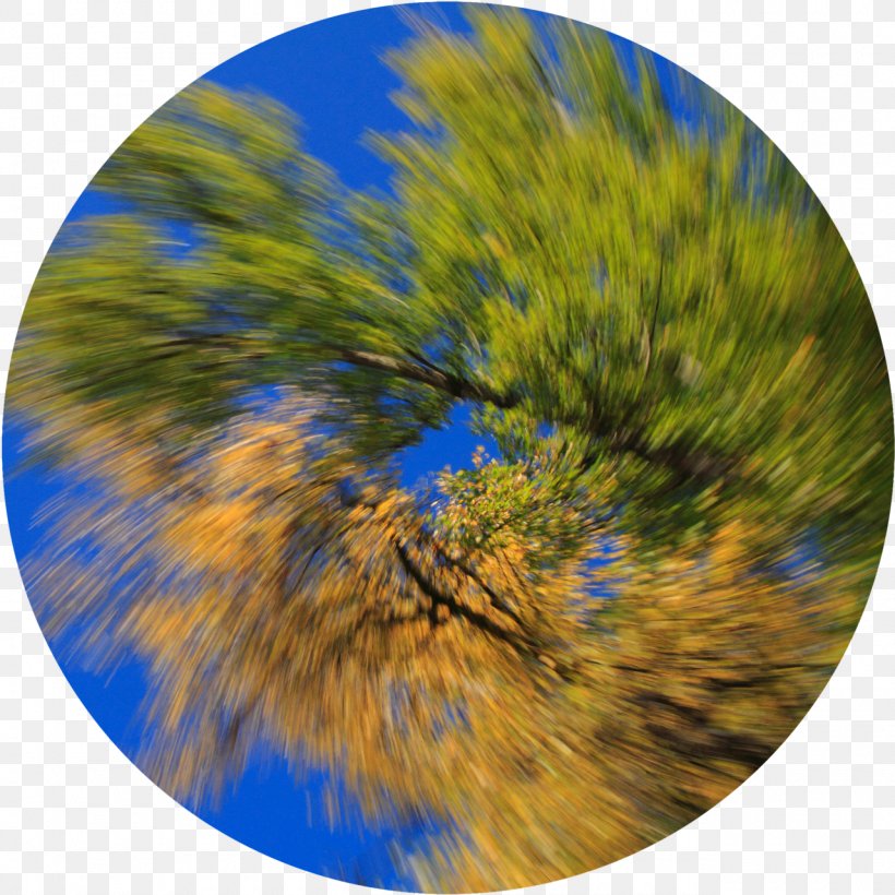 Tree Sky Plc, PNG, 1280x1280px, Tree, Grass, Sky, Sky Plc Download Free
