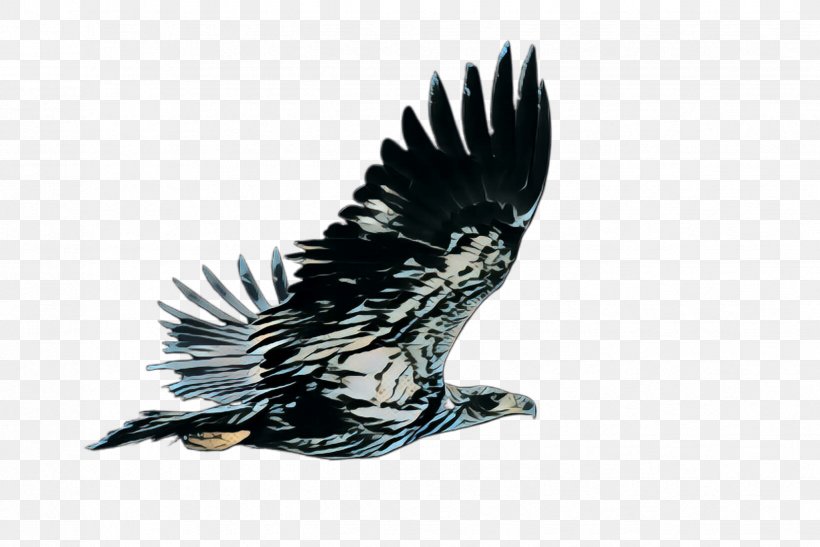 Bird Eagle Bird Of Prey Bald Eagle Accipitridae, PNG, 2448x1635px, Pop Art, Accipitridae, Bald Eagle, Beak, Bird Download Free