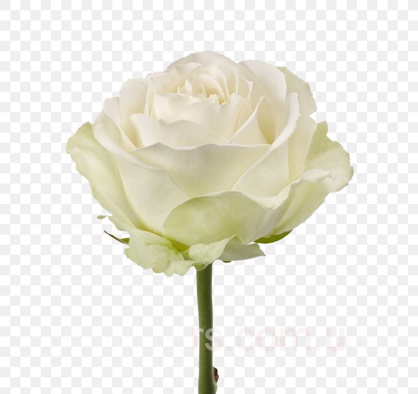 Garden Roses Flower Bouquet White, PNG, 800x773px, Garden Roses, Artificial Flower, Artikel, Blue Rose, Cut Flowers Download Free