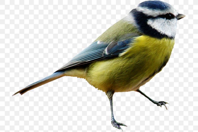 House Sparrow Bird Great Tit, PNG, 725x547px, Sparrow, Beak, Bird, Bird Day, Bird Houses Download Free
