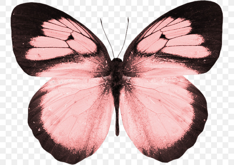 Moths And Butterflies Butterfly Insect Pollinator Pink, PNG, 747x580px, Moths And Butterflies, Brushfooted Butterfly, Butterfly, Insect, Lycaenid Download Free