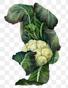 Cauliflower - Cruciferous Vegetables Collard Greens Cauliflower Spring Greens Botanical Illustration PNG