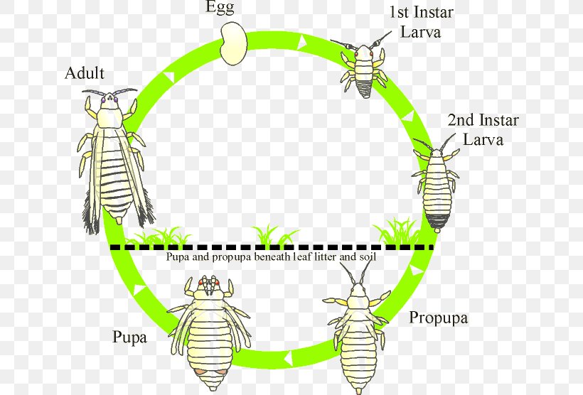 Thrips Insect Biological Life Cycle Biology Thripidae, PNG, 640x556px, Thrips, Area, Avocado, Biological Life Cycle, Biological Pest Control Download Free