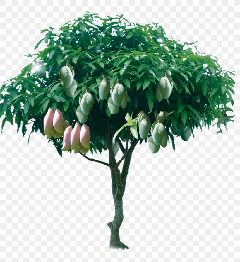 Tree Mango, PNG, 2458x2678px, Juice, Branch, Drawing, Flower, Flowerpot Download Free