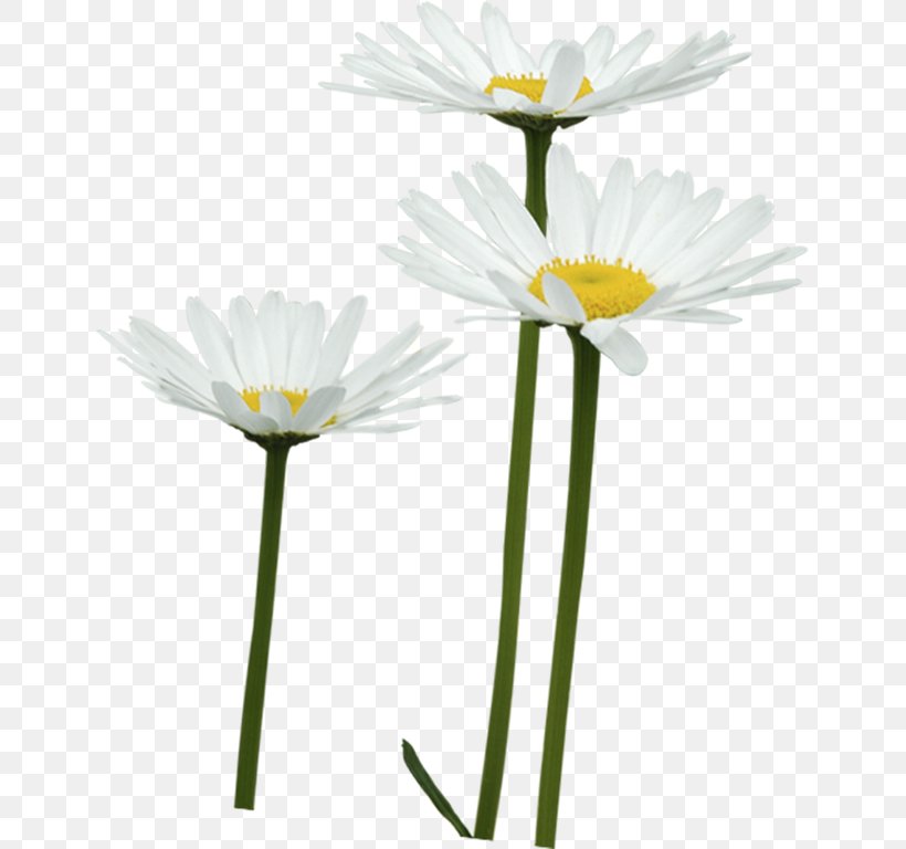 Common Daisy Petal Oxeye Daisy Cut Flowers, PNG, 645x768px, Common Daisy, Chrysanthemum, Cut Flowers, Daisy, Daisy Family Download Free