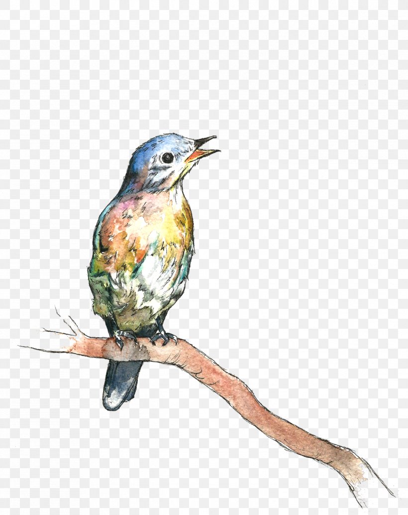 Hummingbird, PNG, 1268x1600px, Bird, Beak, Coraciiformes, Drawing, Hummingbird Download Free