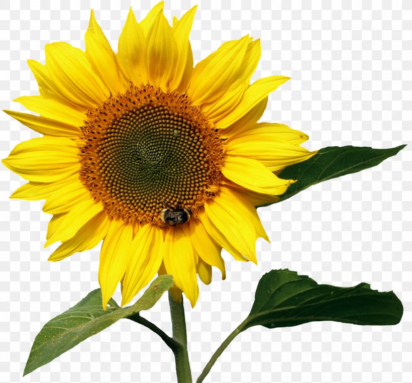 Image File Formats Photography, PNG, 1280x1190px, Image File Formats, Annual Plant, Common Sunflower, Daisy Family, Flower Download Free