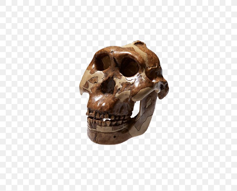 Skull Bone Peking Man Homo Sapiens Skeleton, PNG, 605x661px, Skull, Bone, Fossil, Head, Homo Habilis Download Free