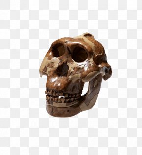 Withered Skeleton - Skull Bone Peking Man Homo Sapiens Skeleton PNG