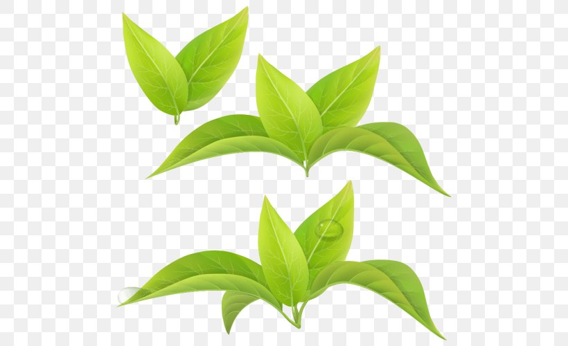 Leaf Green Tea Matcha White Tea, PNG, 500x500px, Leaf, Green Tea, Matcha, Plant, Plant Stem Download Free