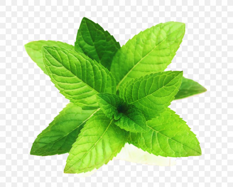 Mint Leaf, PNG, 1000x800px, Peppermint, Apple Mint, Basil, Essential Oil, Extra Strong Mints Download Free