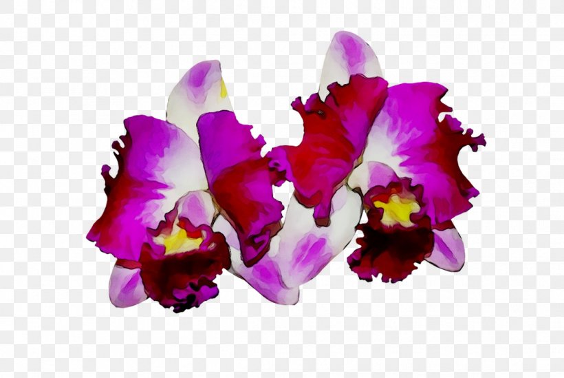 Moth Orchids Cattleya Orchids Cut Flowers, PNG, 1142x765px, Moth Orchids, Cattleya, Cattleya Labiata, Cattleya Orchids, Christmas Orchid Download Free