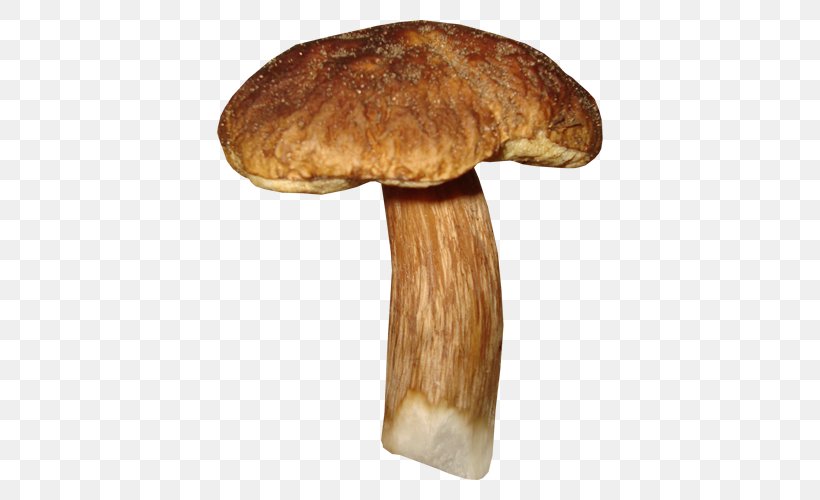 Shiitake Fungus Edible Mushroom Clip Art, PNG, 500x500px, Shiitake, Edible Mushroom, Fungus, Ingredient, Liveinternet Download Free