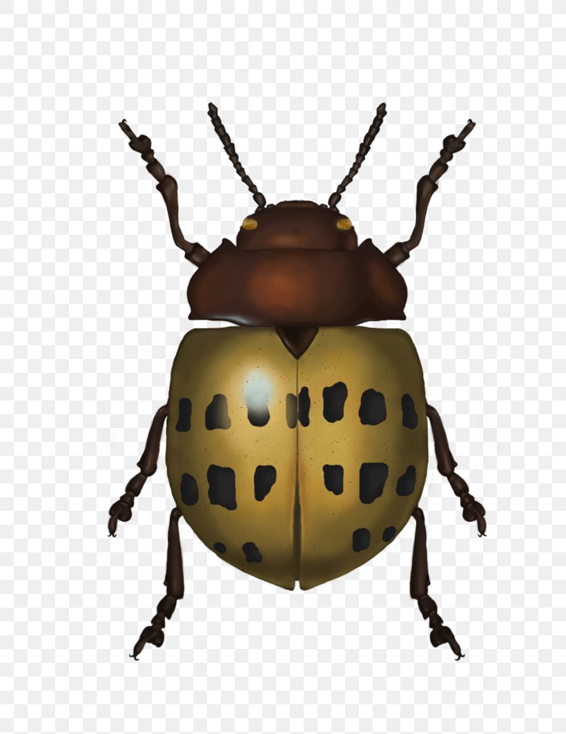 Weevil Insect Scarab Lady Bird, PNG, 752x1063px, Weevil, Arthropod, Beetle, Insect, Invertebrate Download Free